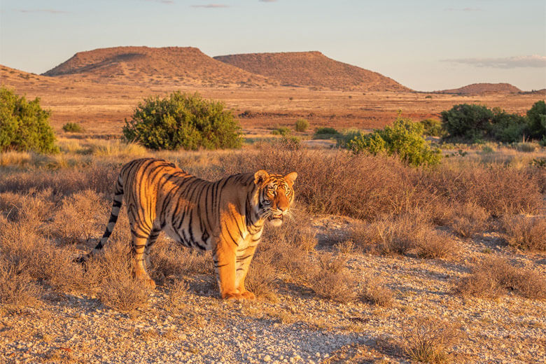 Best-rates-and-special-offers-for-tiger-canyon-private-game-reserve-tigers1